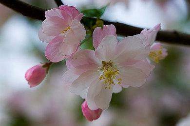 粉丝热议：《巫师4》应该有像《荒野大镖客:救赎2》一样的动态声誉系统吗？